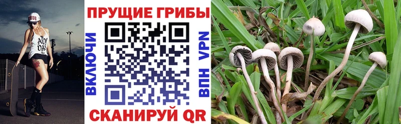 Купить  Плавск  Псилоцибиновые грибы Magic Shrooms 